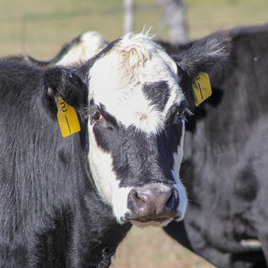 Cow