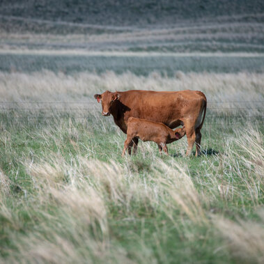 Cow and calf