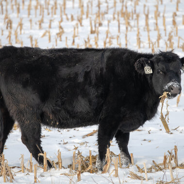 cow on corn residue