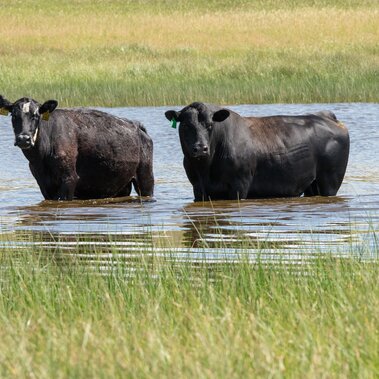 Beef cow and bull