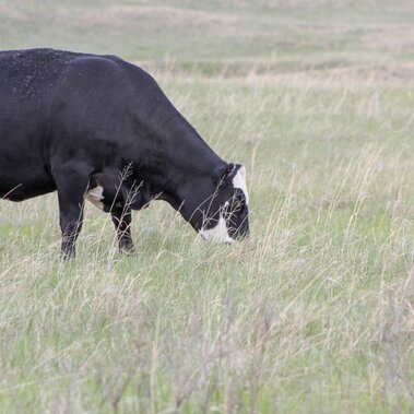 cow grazing in a pasture