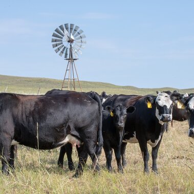 Cows and calves