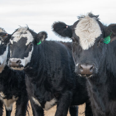 Cows in winter