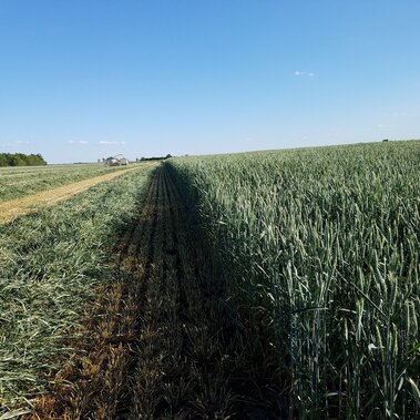 Cutting silage