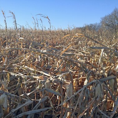 downed cornstalks