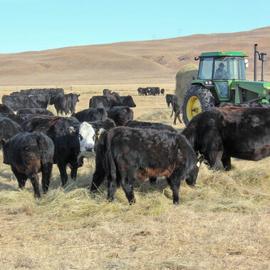 Feeding meadow hay to cows