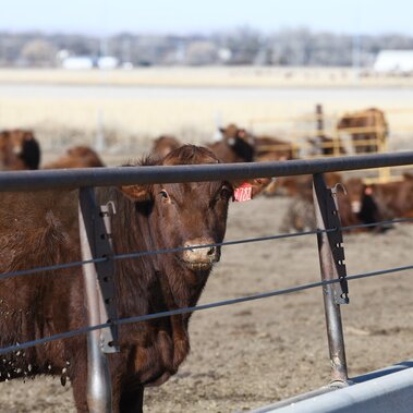 Steers in feedlot