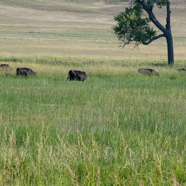 Cows grazing flooded meadow