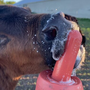 Baby calf