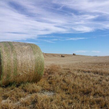 Hay field and bales