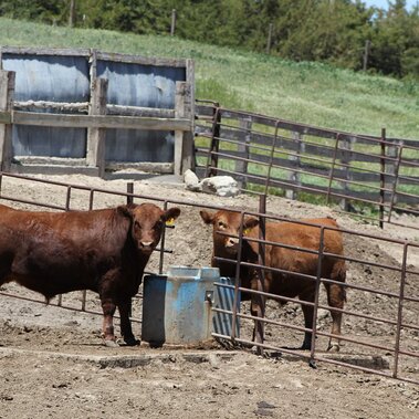 Feedlot cattle at water tank