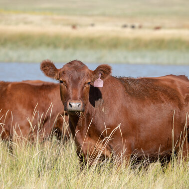 Heifer on range