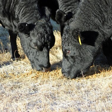 Cows eating DDG
