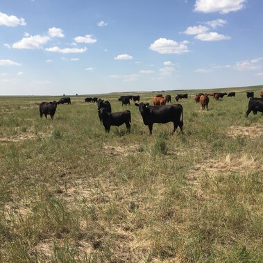 cattle standing in field