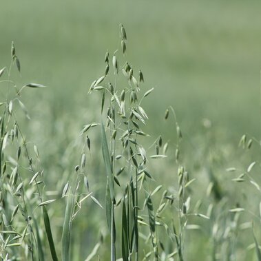 Oats