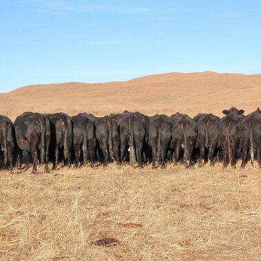 Fed cows
