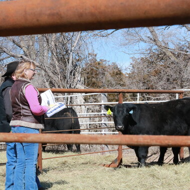 Buyers looking at a pen of bulls for sale. 