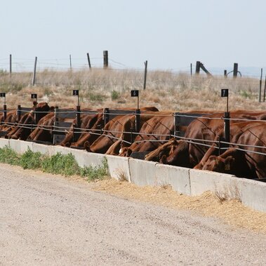 Confined feeding cows