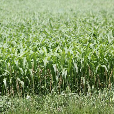 sorghum-sudangrasses