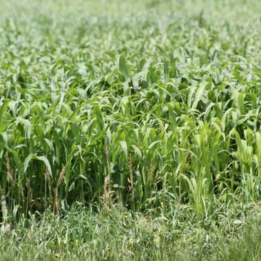 Summer annual forage
