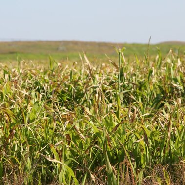 Cane field