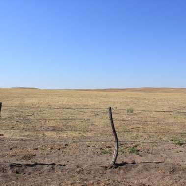 Droughty pasture