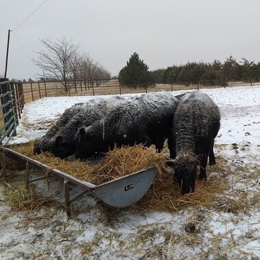 cattle eating feed on a snowy day