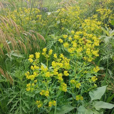 Leafy spurge