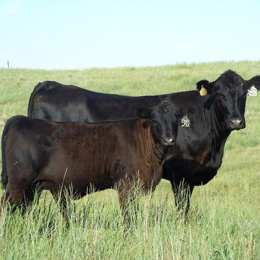 Cow and calf on range