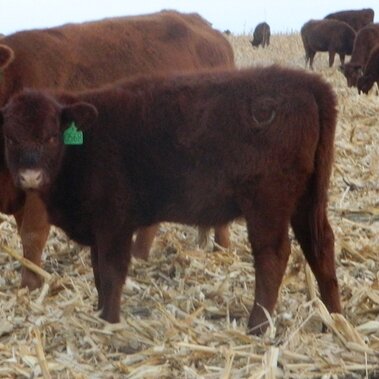 cattle grazing corn residue