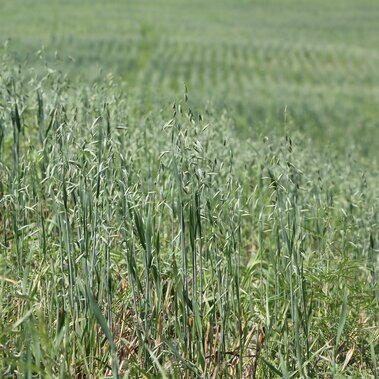 field of oats
