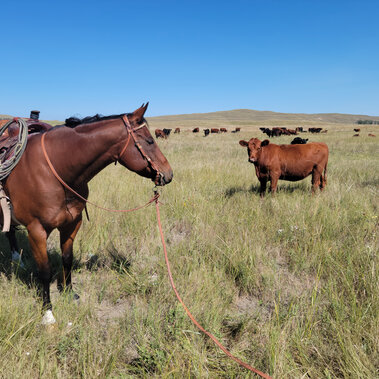 Horse and heifers