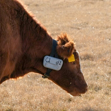 Cow with gps