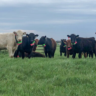 GPS Collars on cattle