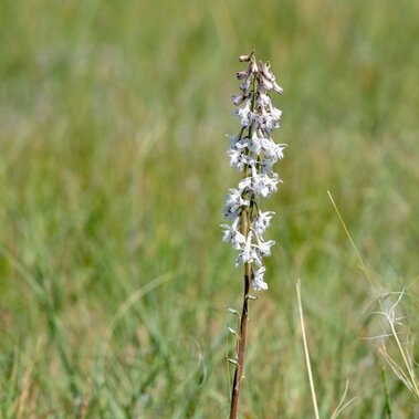 Prairie larkspur