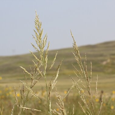 Prairie sandreed