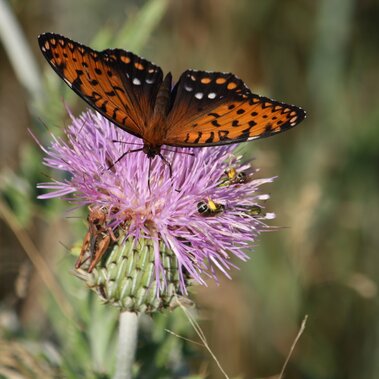 Regal fritillary butterfly