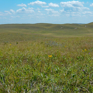 Sandhills rangeland