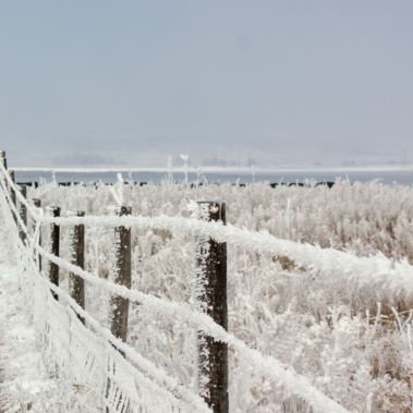 Frost-covered fenceline and plants, with cattle in the background. 