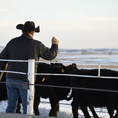 black calves and a man in a cowboy hat