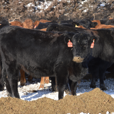 heifers eating ground feed in the snow