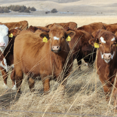 heifers on range