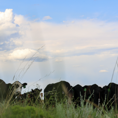 cattle in pasture