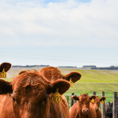 Red heifers