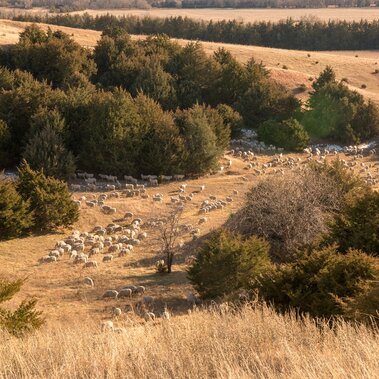 Sheep grazing