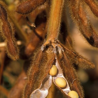soybeans