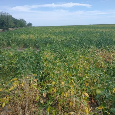Soybean field