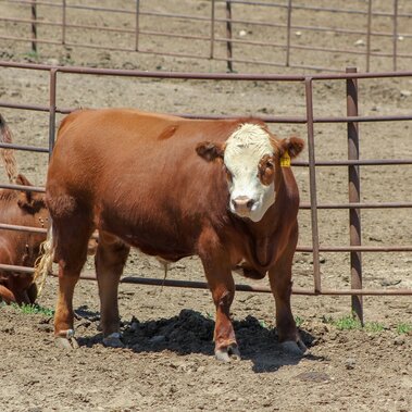 Steers in lot