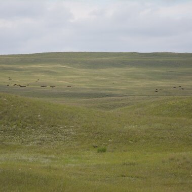 Sandhills rangeland