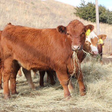 Stocker cattle on feed